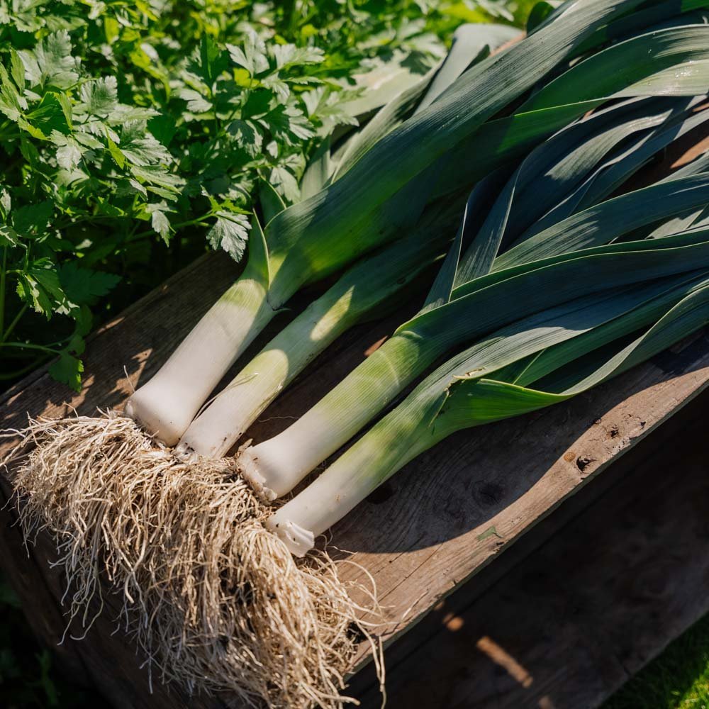 Porree Samen 'Hannibal' - 100 Biosamen