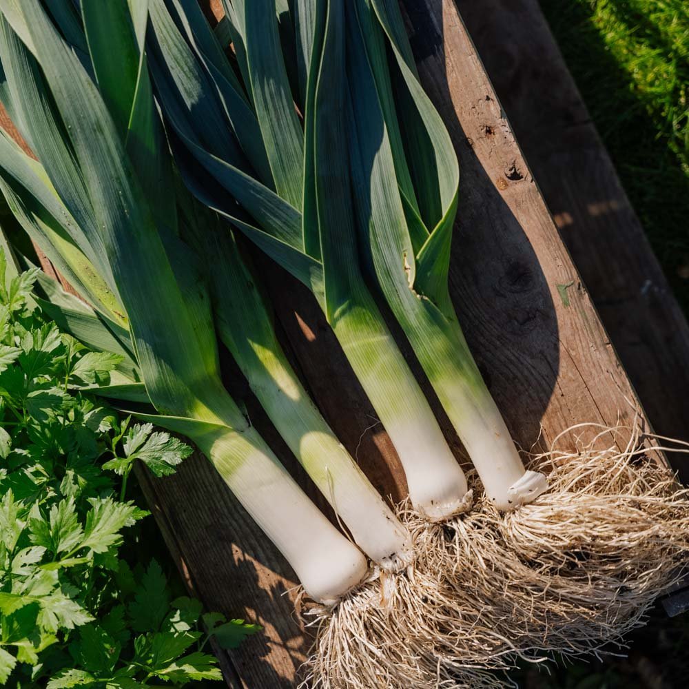 Porree Samen 'Hannibal' - 100 Biosamen