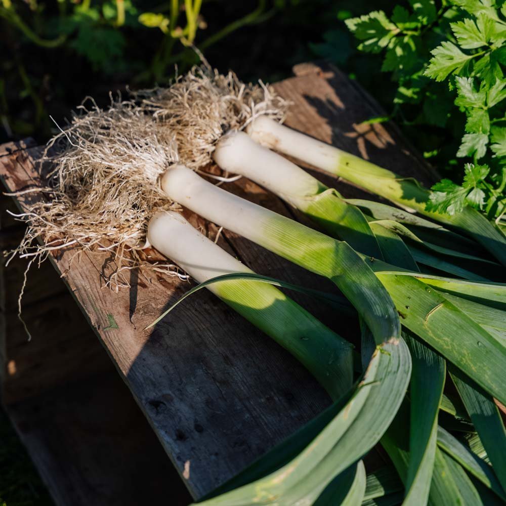 Porree Samen 'Kulaures' - 100 Biosamen