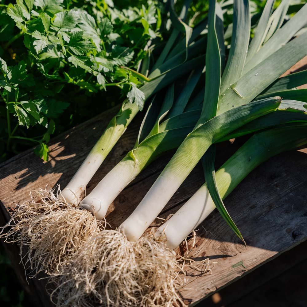 Porree Samen 'Kulaures' - 100 Biosamen