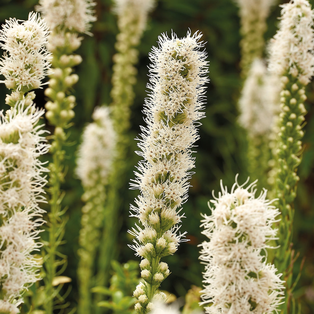 Prachtscharte, Liatris 'Alba'