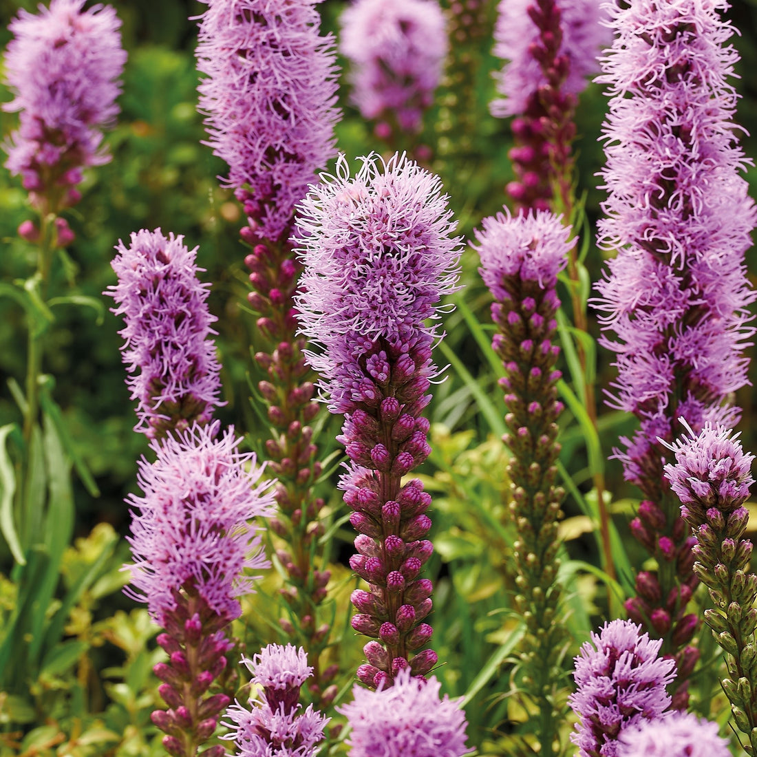 Prachtscharte, Liatris 'Spicata'
