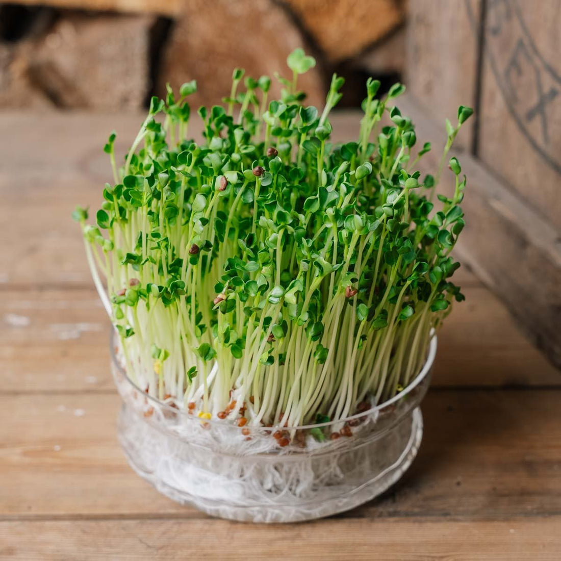 Radieschen Mikrogreens Samen - 800 Biosamen