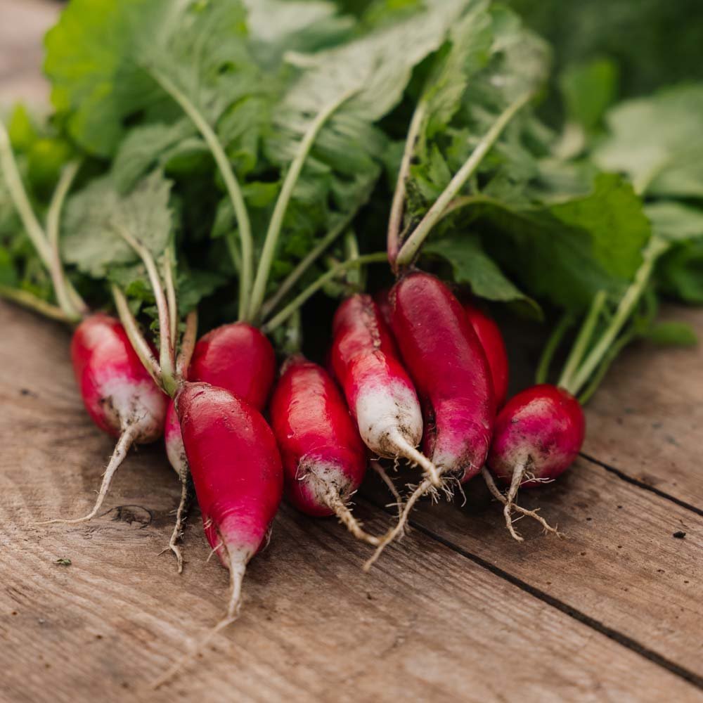 Radieschen Samen 'French Breakfast 2' - 50 Biosamen