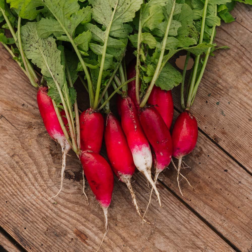 Radieschen Samen 'French Breakfast 2' - 50 Biosamen