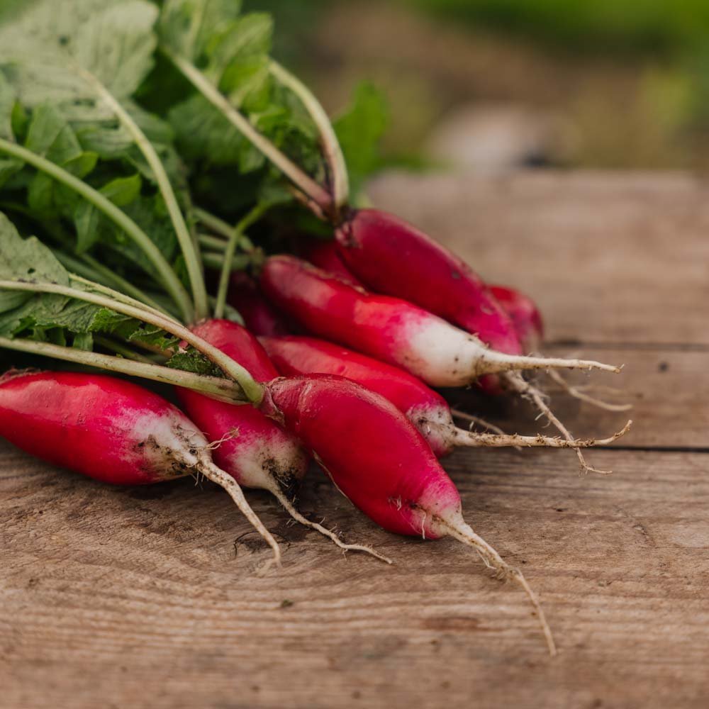 Radieschen Samen 'French Breakfast 2' - 50 Biosamen