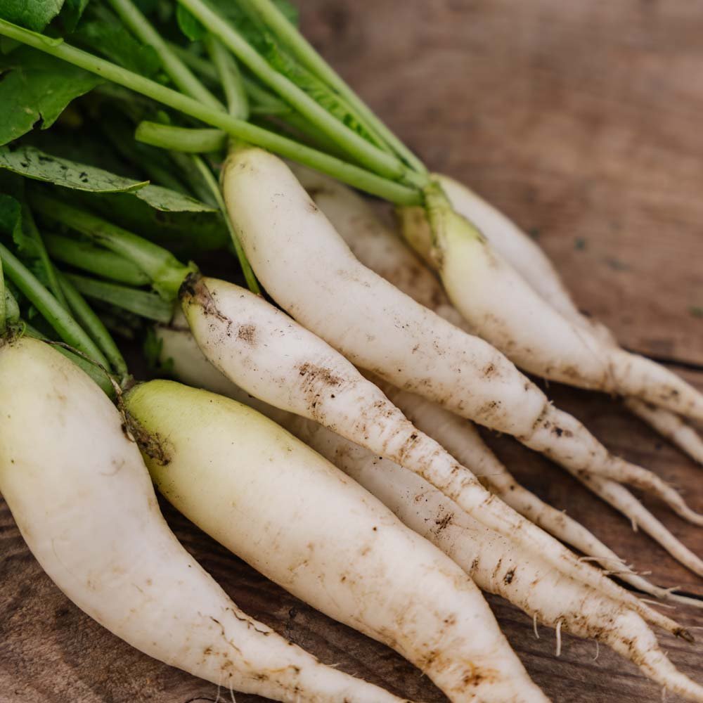 Radieschen Samen 'White Icicle' - 50 Biosamen