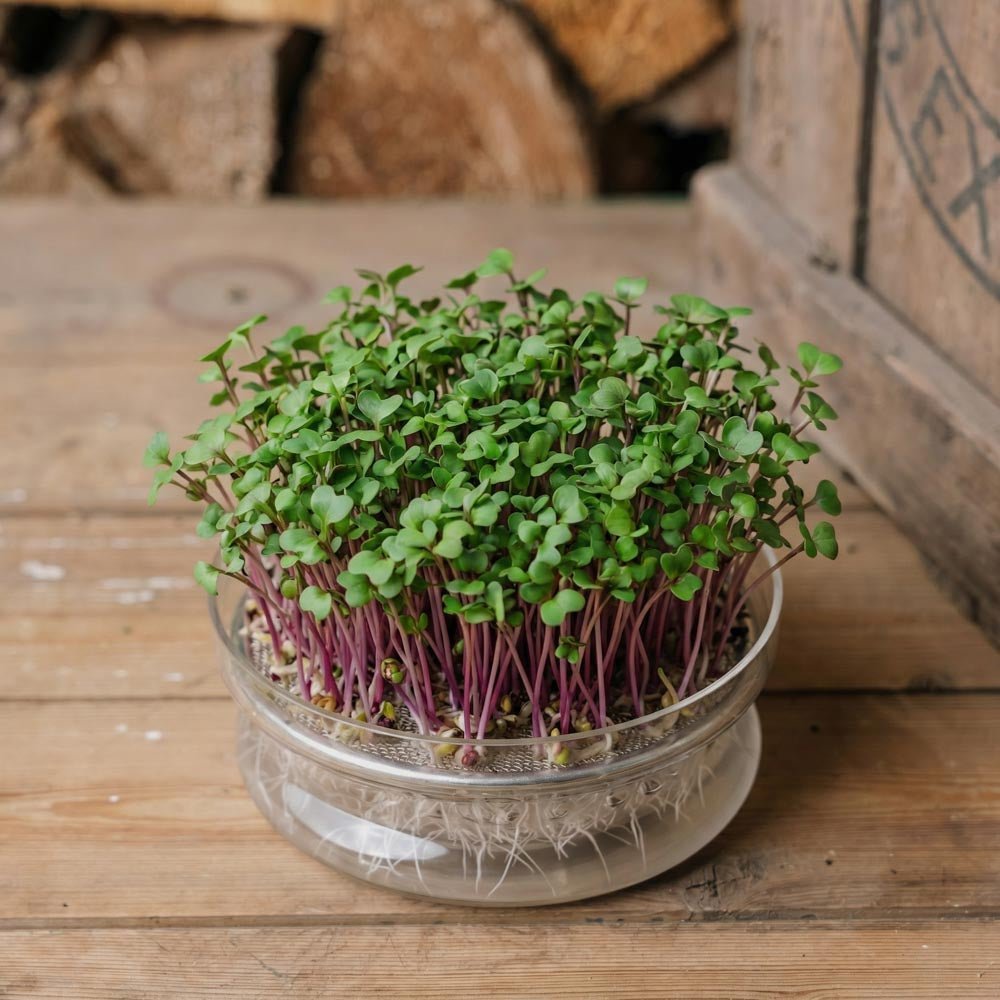 Raps Microgreens Samen - 3900 Biosamen