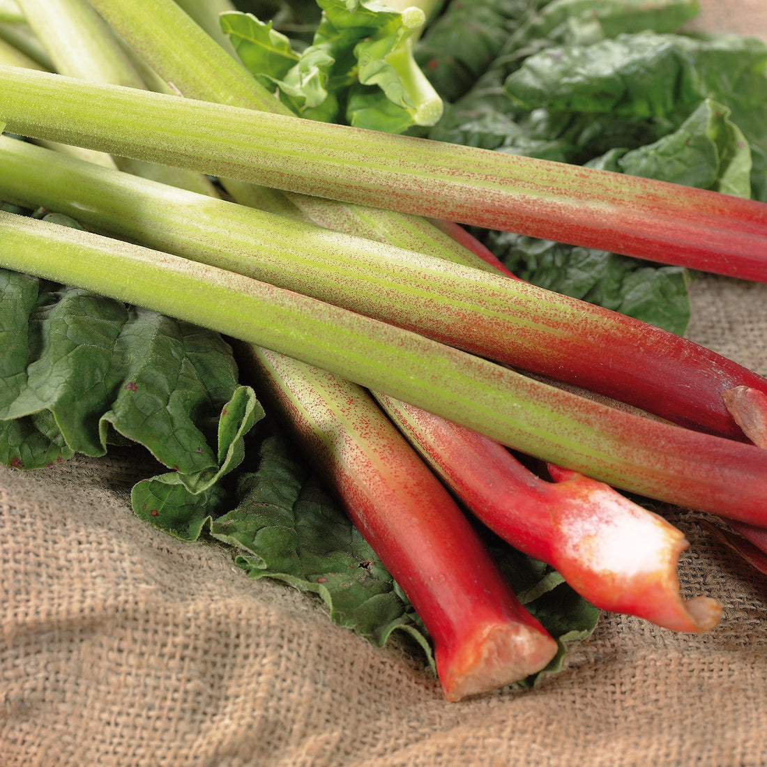 Rhabarber 'Raspberry'