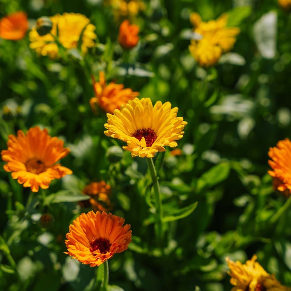 Ringelblumensamen 'Mix' - 70 Biosamen