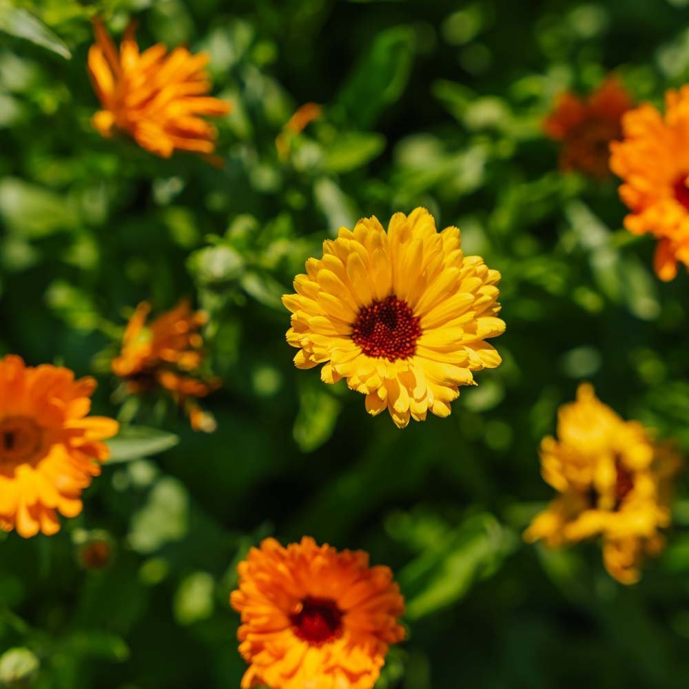 Ringelblumensamen 'Mix' - 70 Biosamen