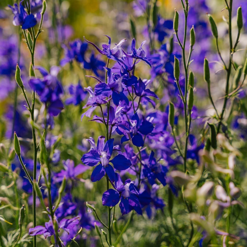 Rittersporn Samen 'Doubtful Knight' - 200 Biosamen