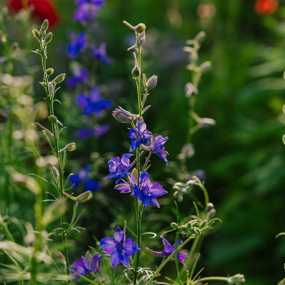 Rittersporn Samen 'Doubtful Knight' - 200 Biosamen