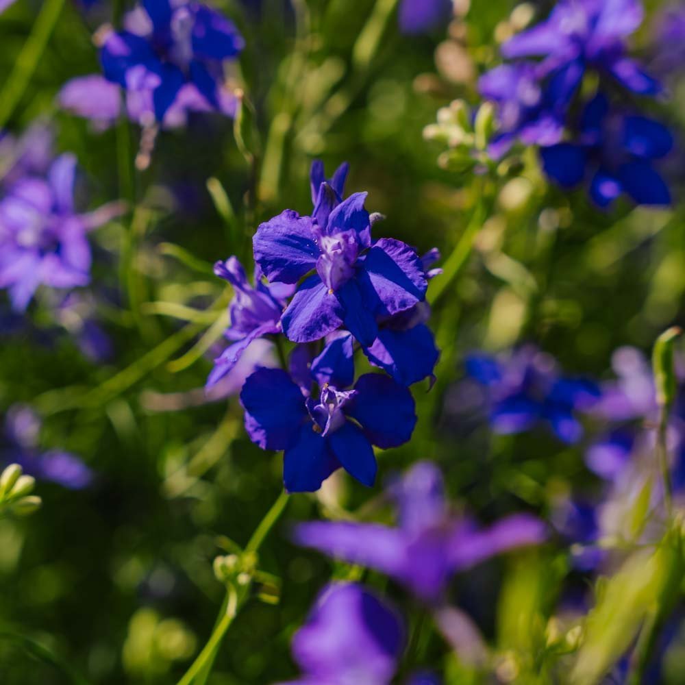 Rittersporn Samen 'Doubtful Knight' - 200 Biosamen