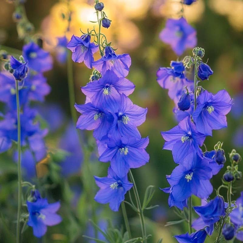 Rittersporn Samen 'Siberian Larkspur' - 250 Biosamen