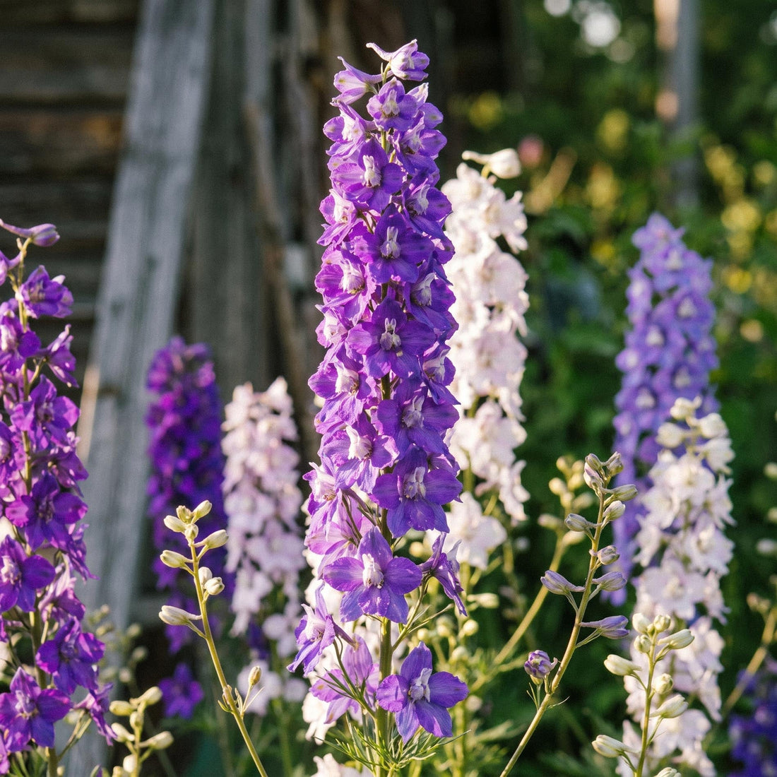 Ritterspornsamen 'Larkspur' - 90 Bio-Samen