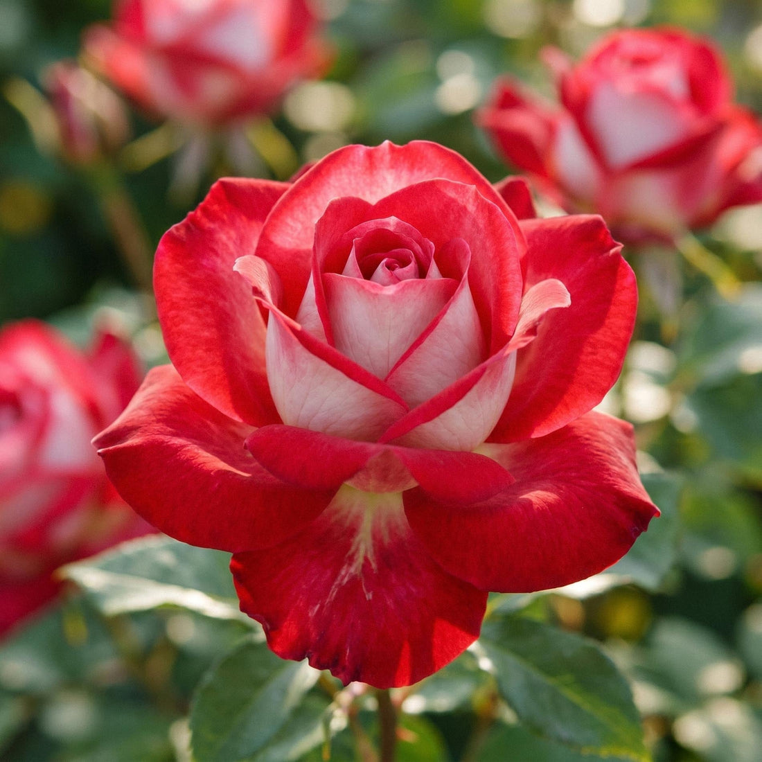 Rose 'Osiria'