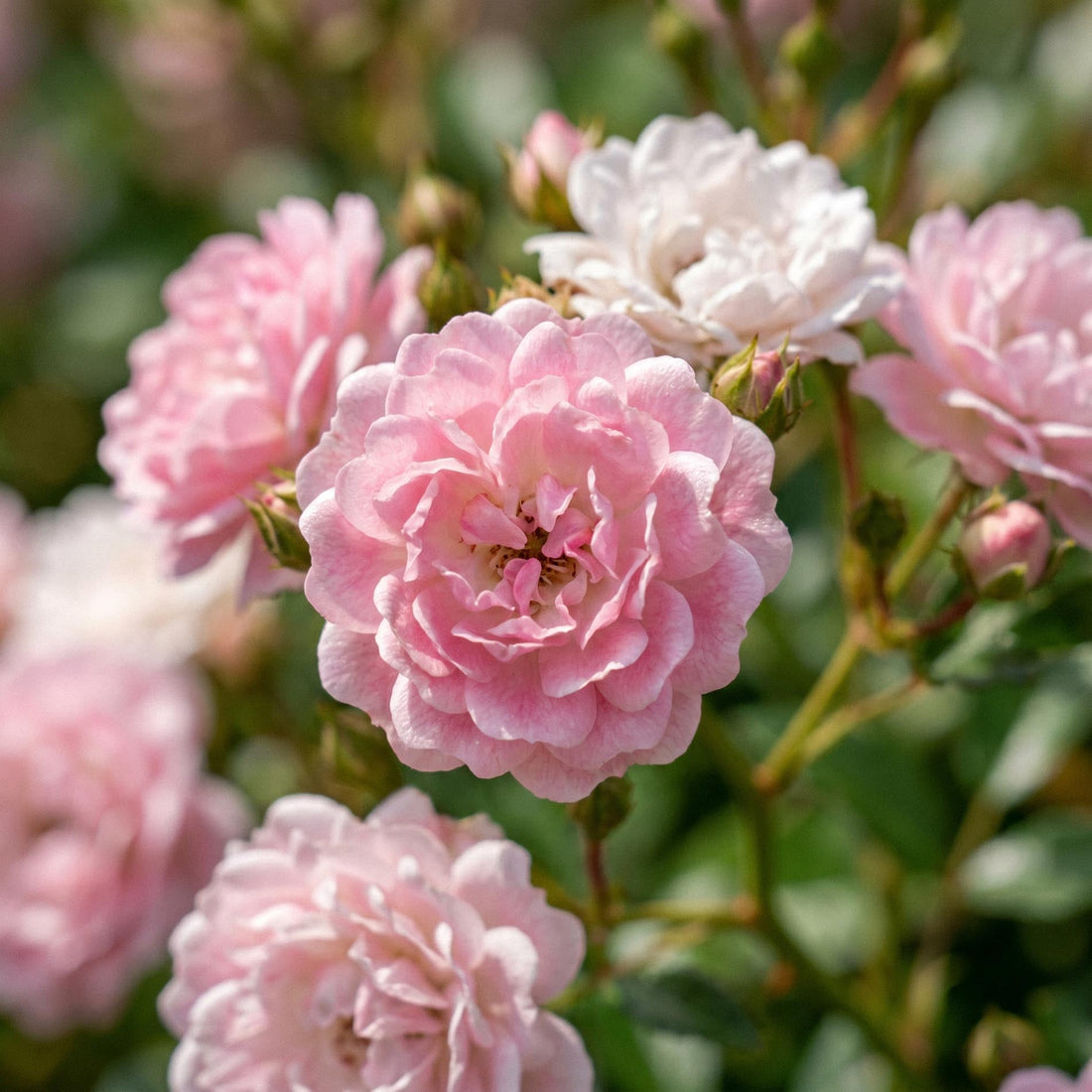 Rose 'The Fairy'
