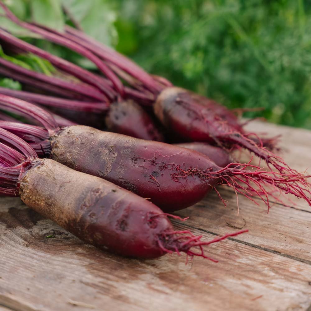 Rote Bete Samen 'Cylindra' - 50 Biosamen