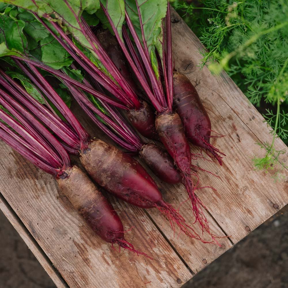 Rote Bete Samen 'Cylindra' - 50 Biosamen