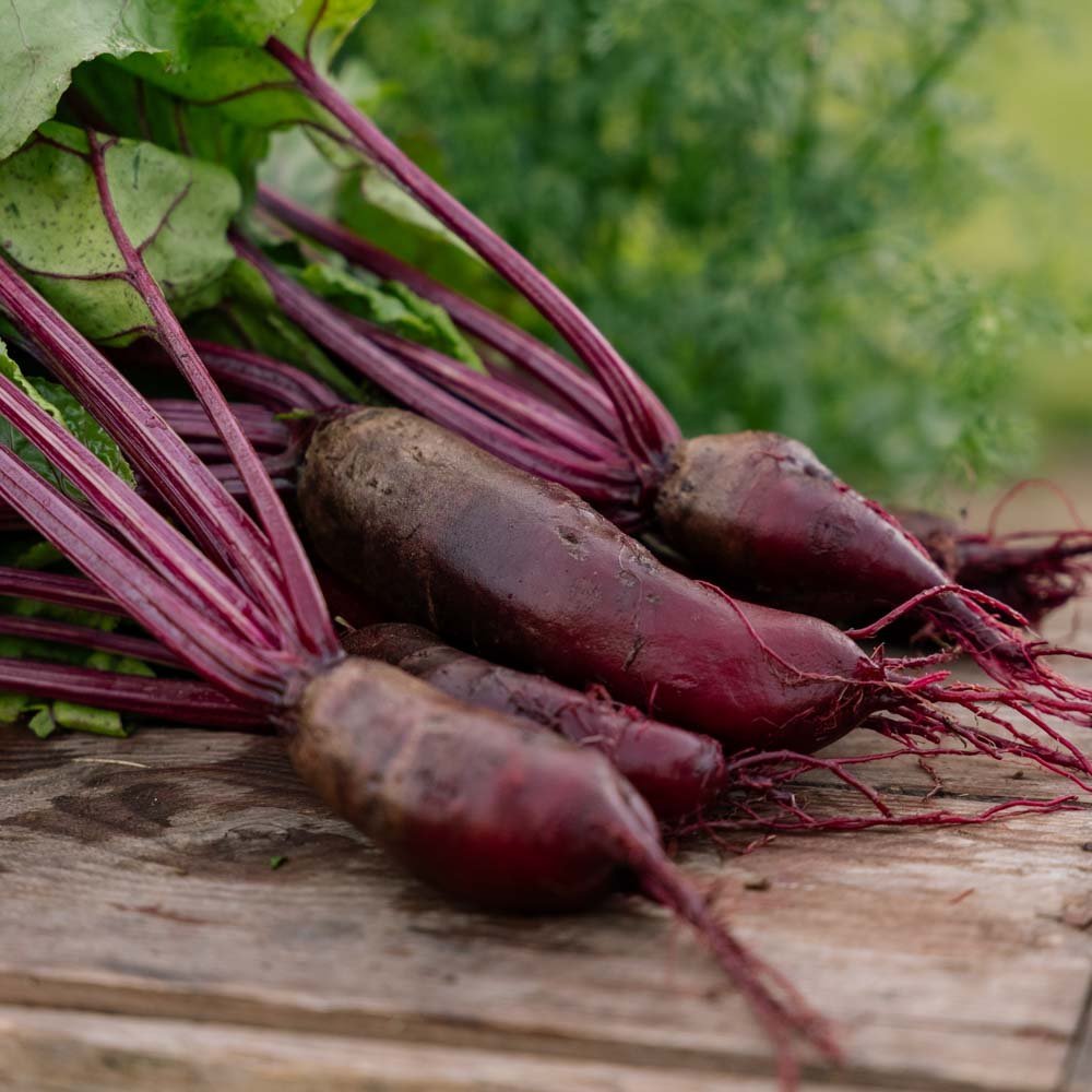 Rote Bete Samen 'Foniro' - 50 Biosamen