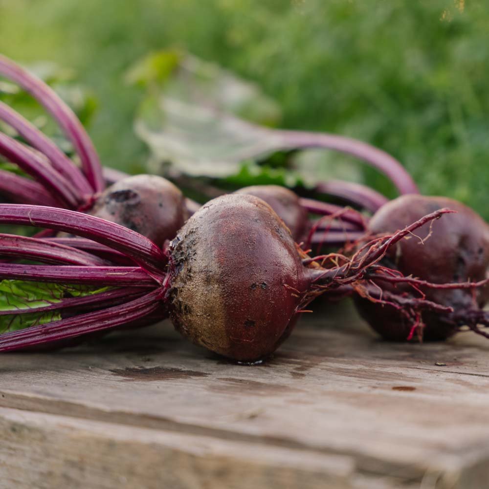Rote Bete Samen 'Platronde' - 50 Biosamen
