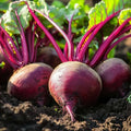 Rote Bete Samen 'Platronde' - 50 Biosamen