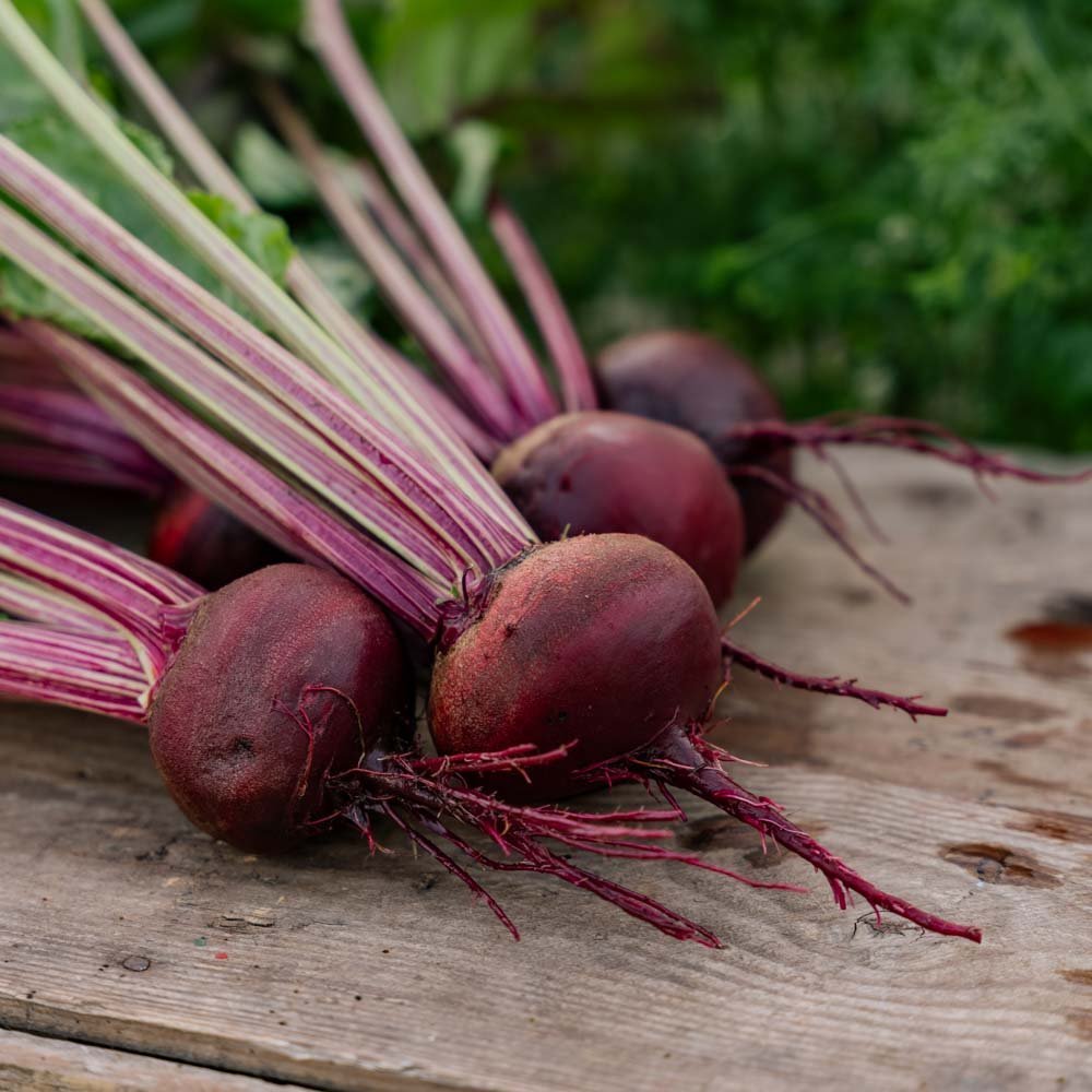 Rote Bete Samen 'Rouschka' - 50 Biosamen