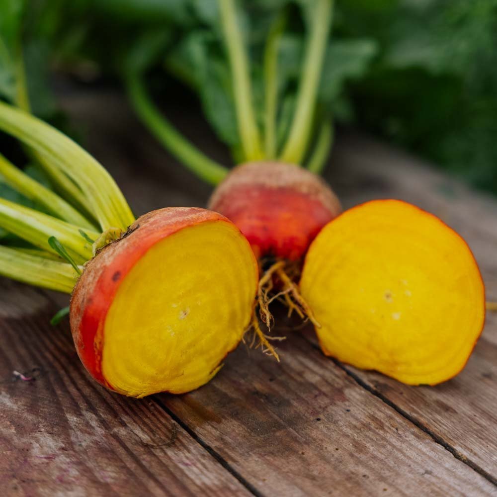 Rote Bete Samen 'Wintersonne' - 50 Biosamen