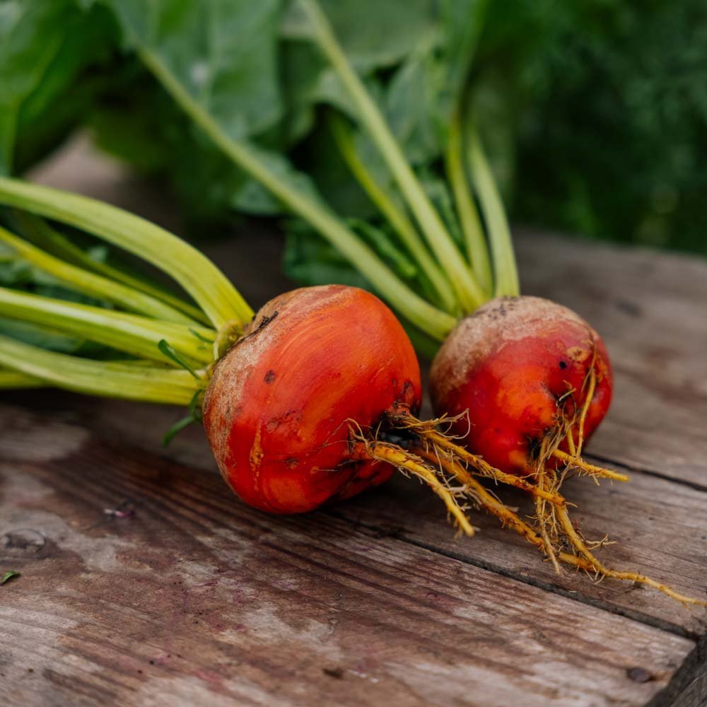 Rote Bete Samen 'Wintersonne' - 50 Biosamen