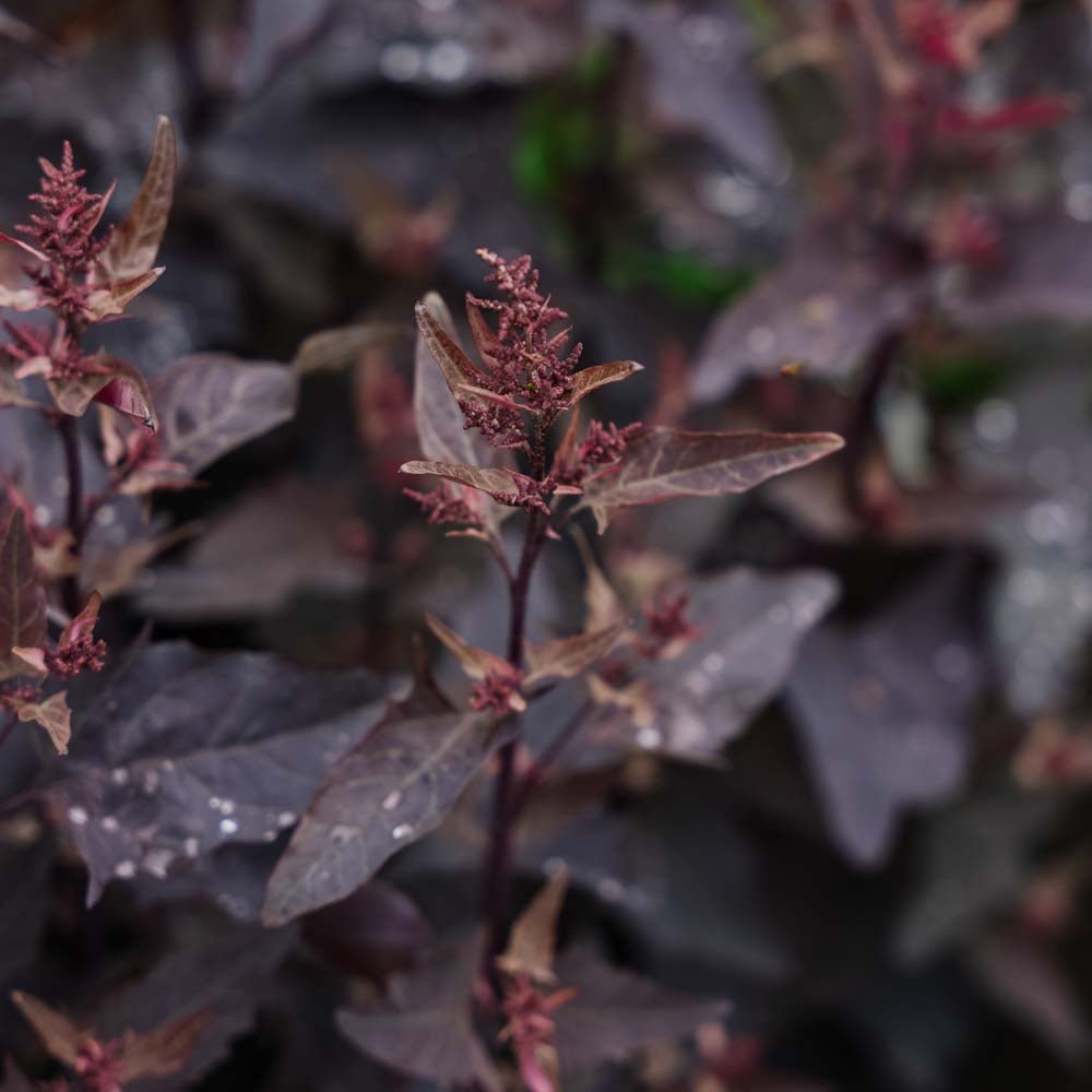 Rote Gartenmelde - 100 Biosamen