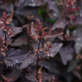 Rote Gartenmelde - 100 Biosamen