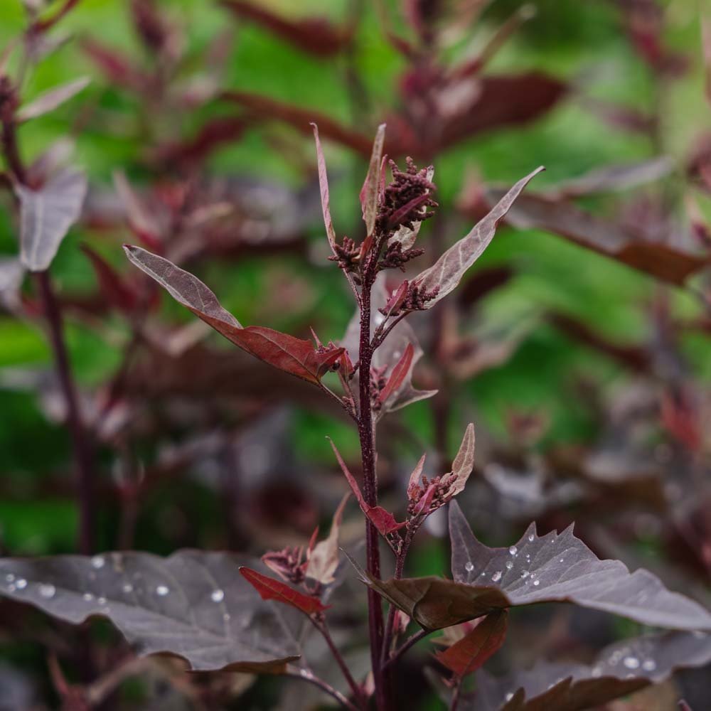 Rote Gartenmelde - 100 Biosamen