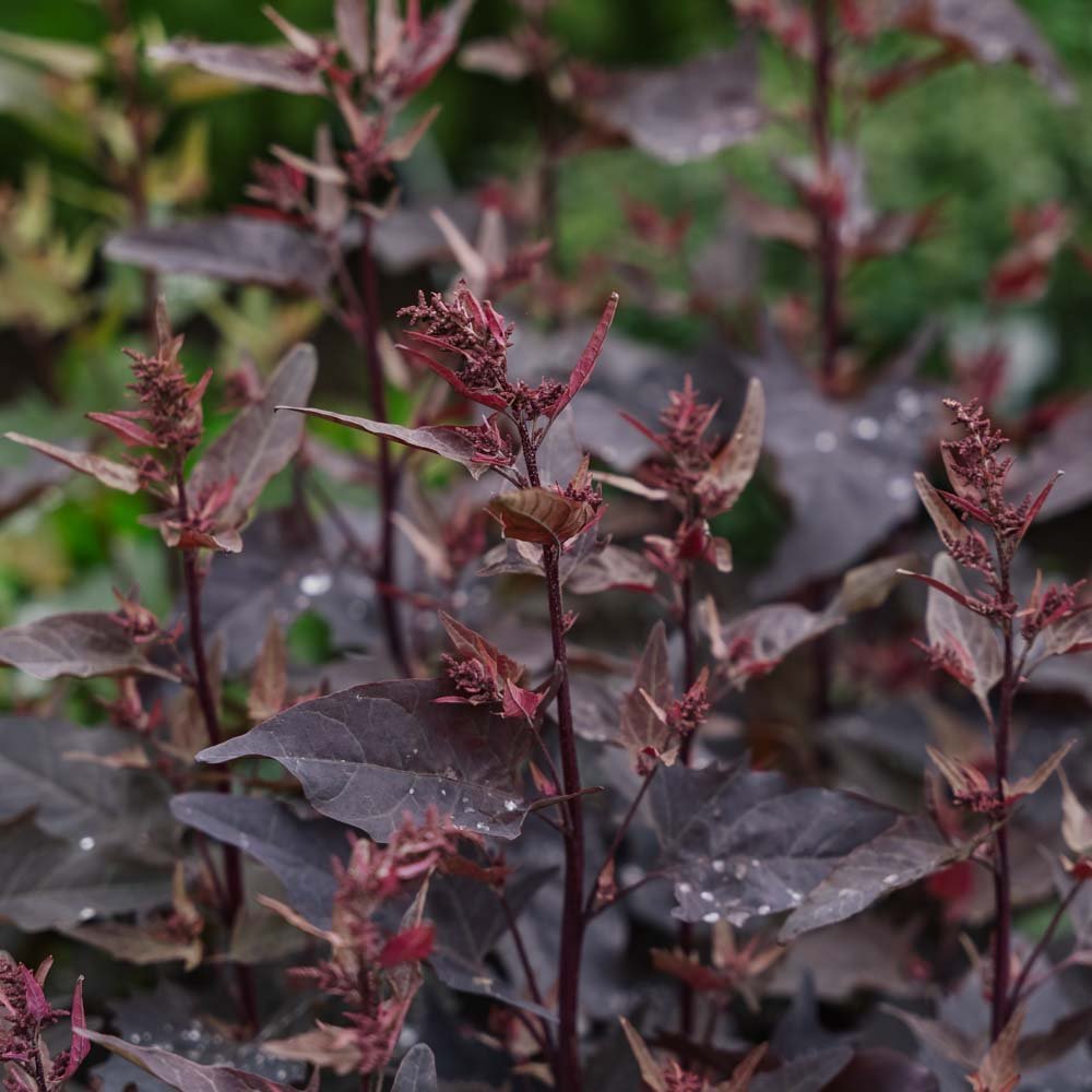 Rote Gartenmelde - 100 Biosamen