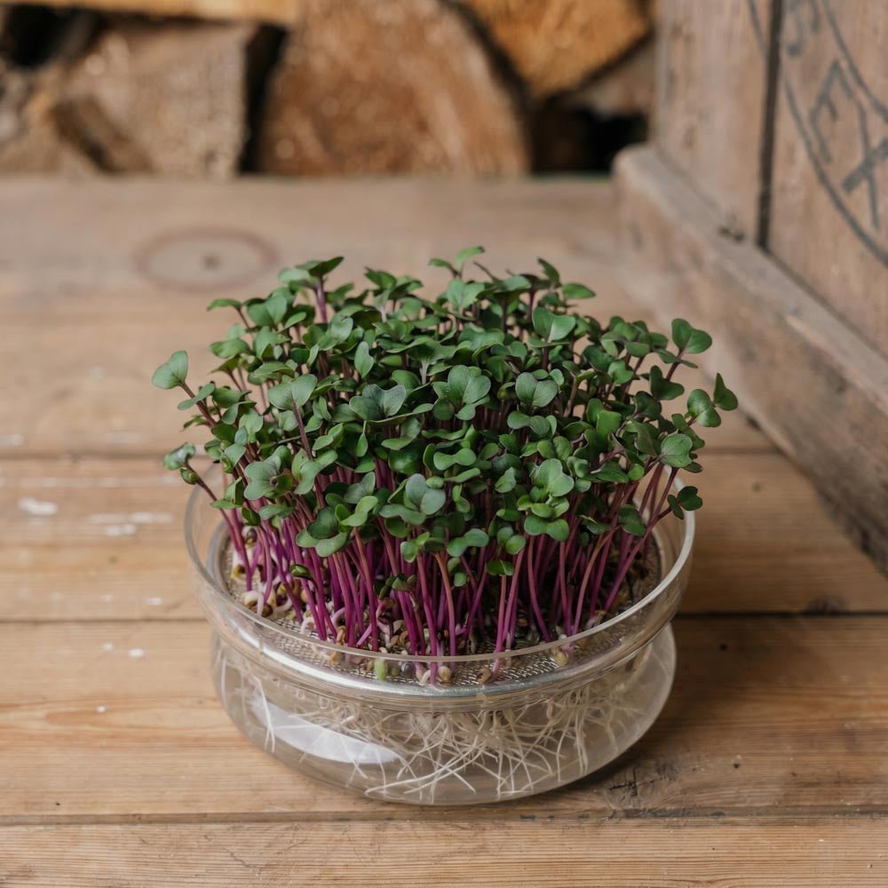 Roter Kohlrabi Microgreens Samen - 4600 Biosamen