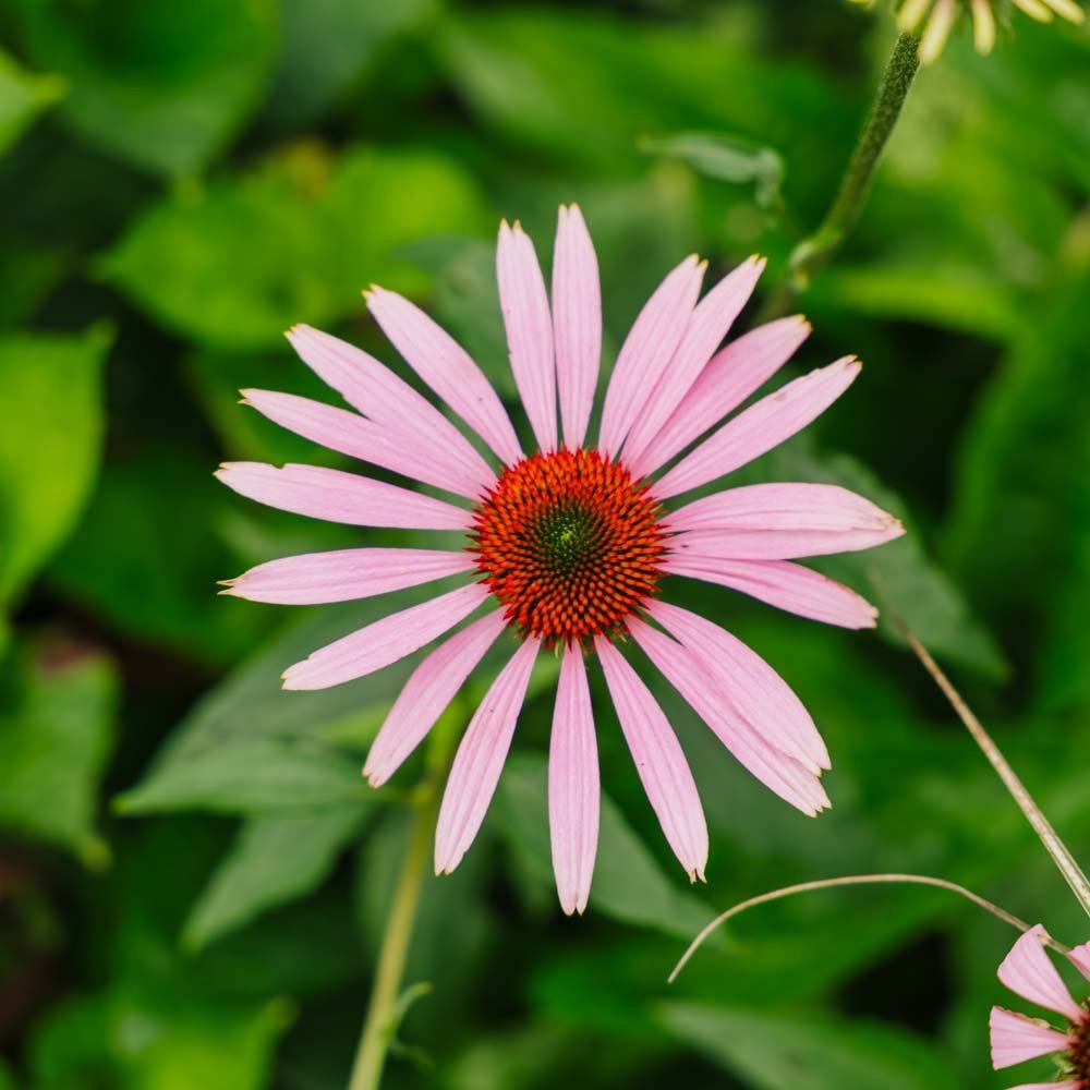 Roter Sonnenhut Samen - 90 Biosamen