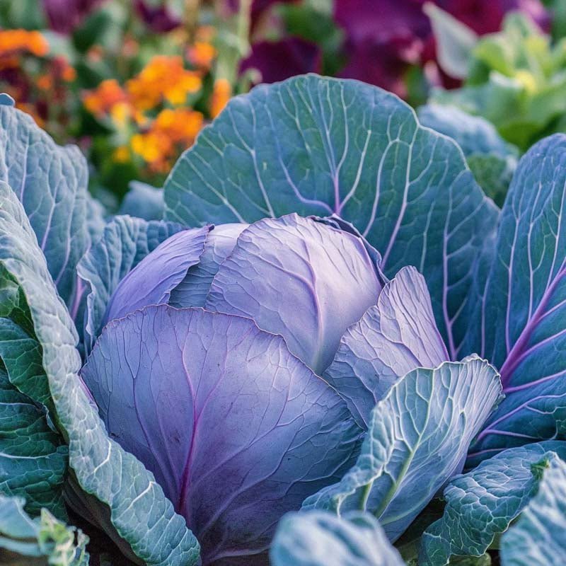 Rotkohl Samen 'Amarant' - 40 Biosamen