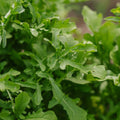Rucola Samen 'Esmee' - 300 Biosamen