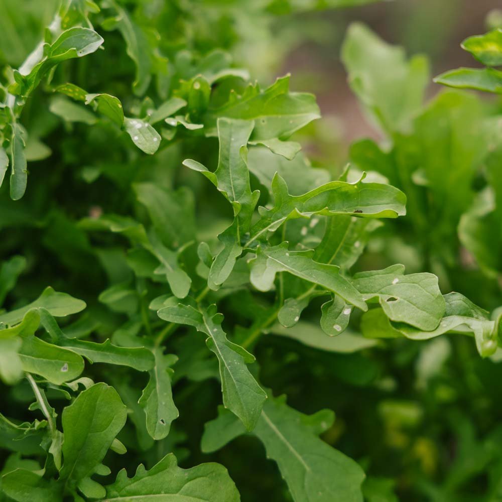 Rucola Samen 'Esmee' - 300 Biosamen