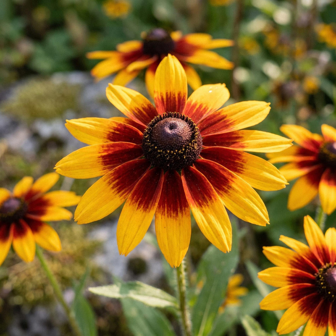 Rudbeckia Samen 'Herbstwald' - 100 Bio-Samen