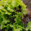 Salat Samen 'Mesclun' - 140 Biosamen