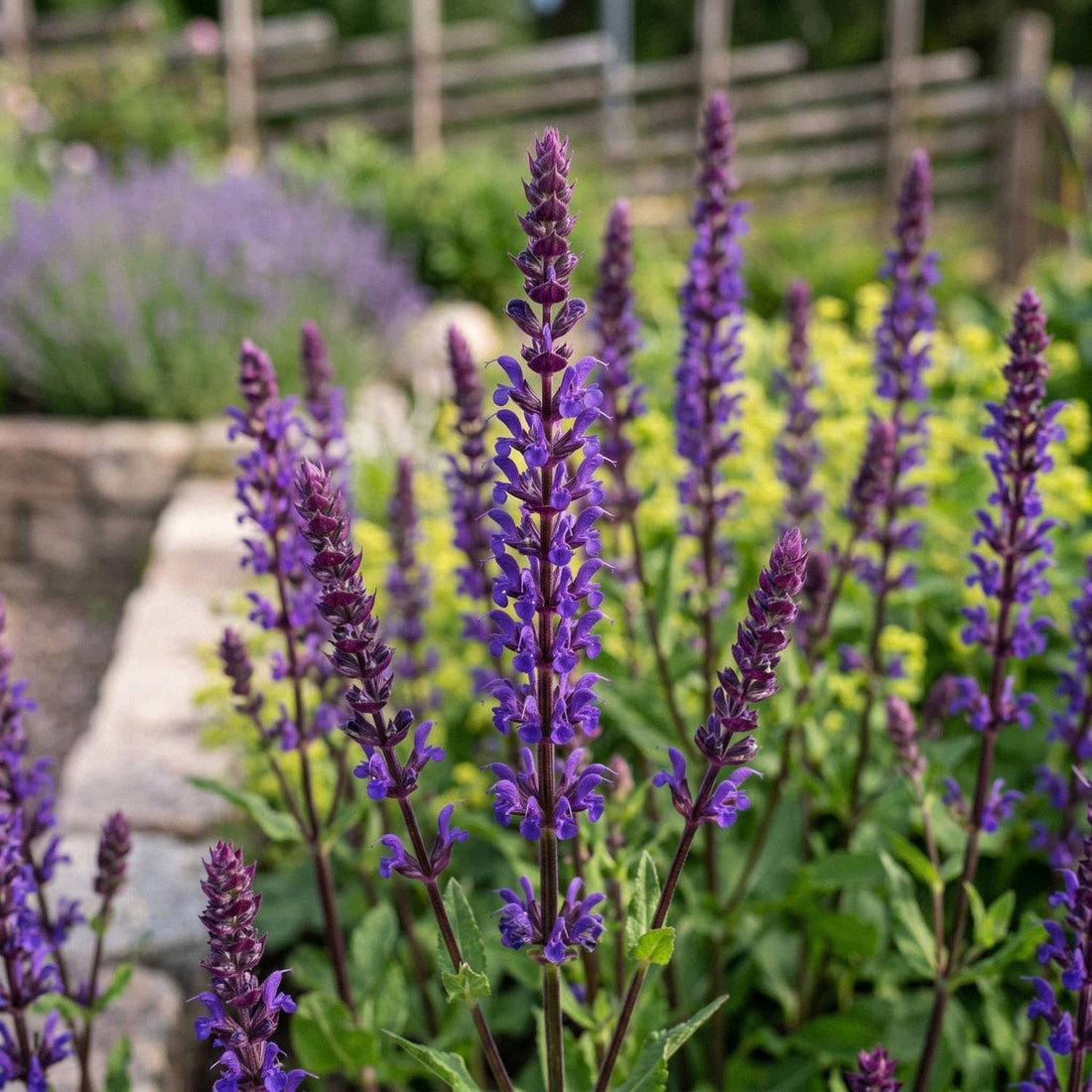 Salbei, Salvia 'Caradonna'