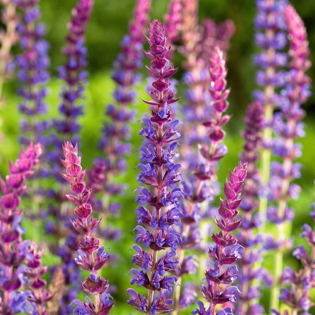 Salbei, Salvia 'Ostfriesland'