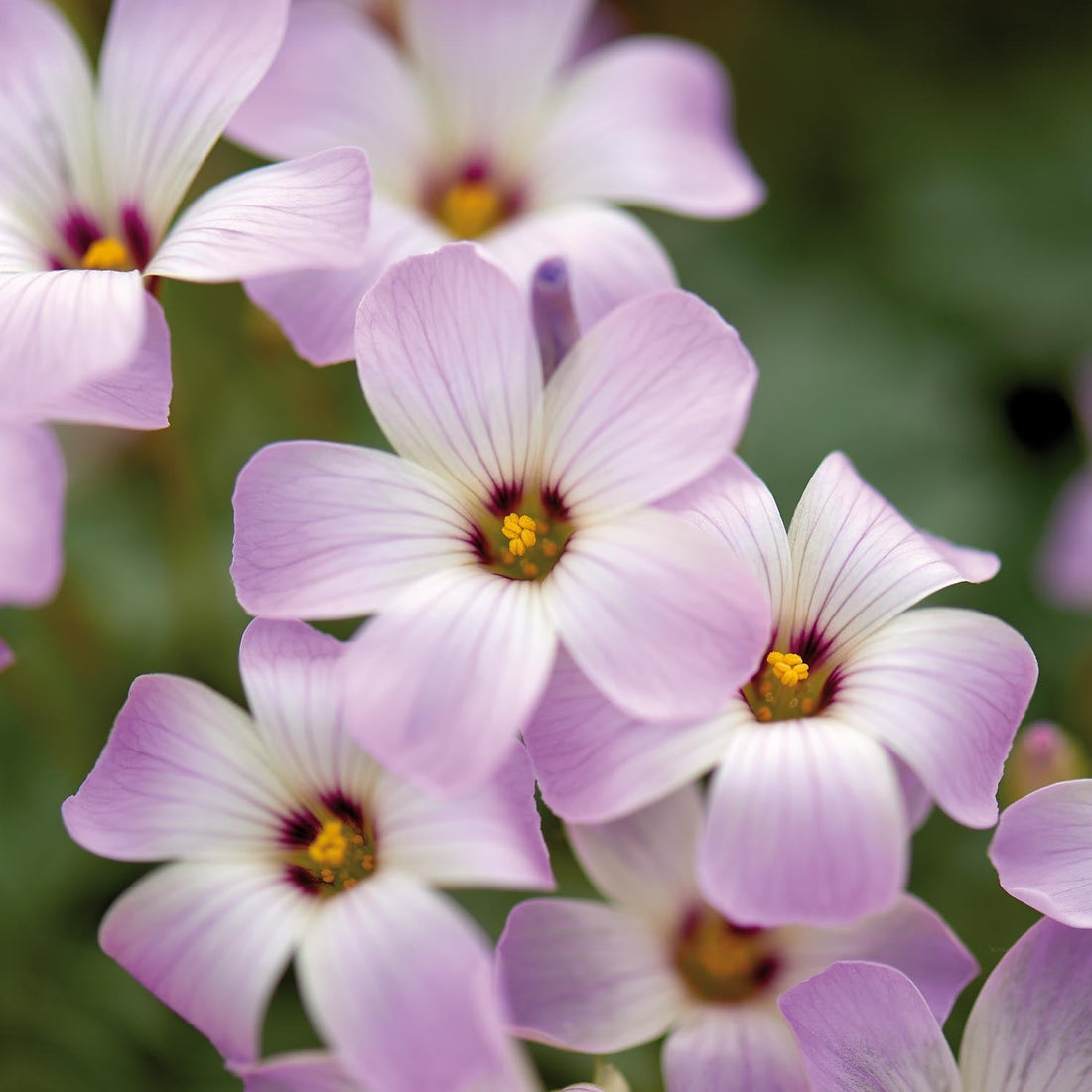 Sauerklee, Oxalis 'Adenophylla'