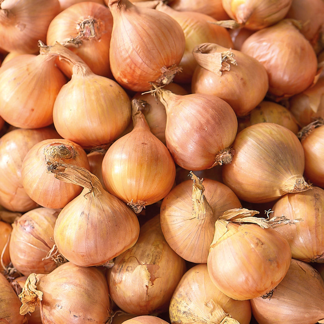 Schalotte 'Golden Gourmet'