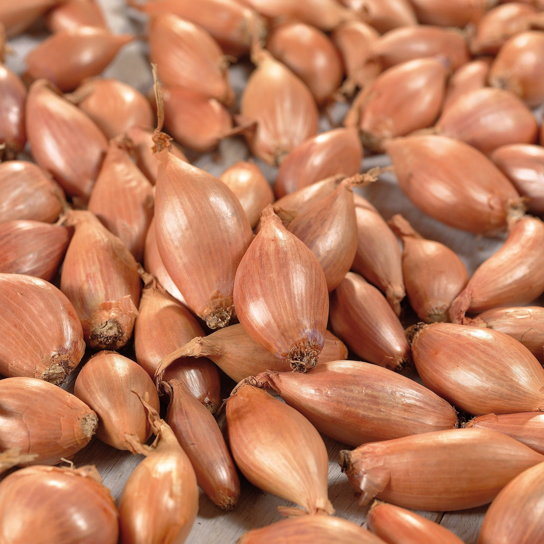 Schalotte 'Longor'