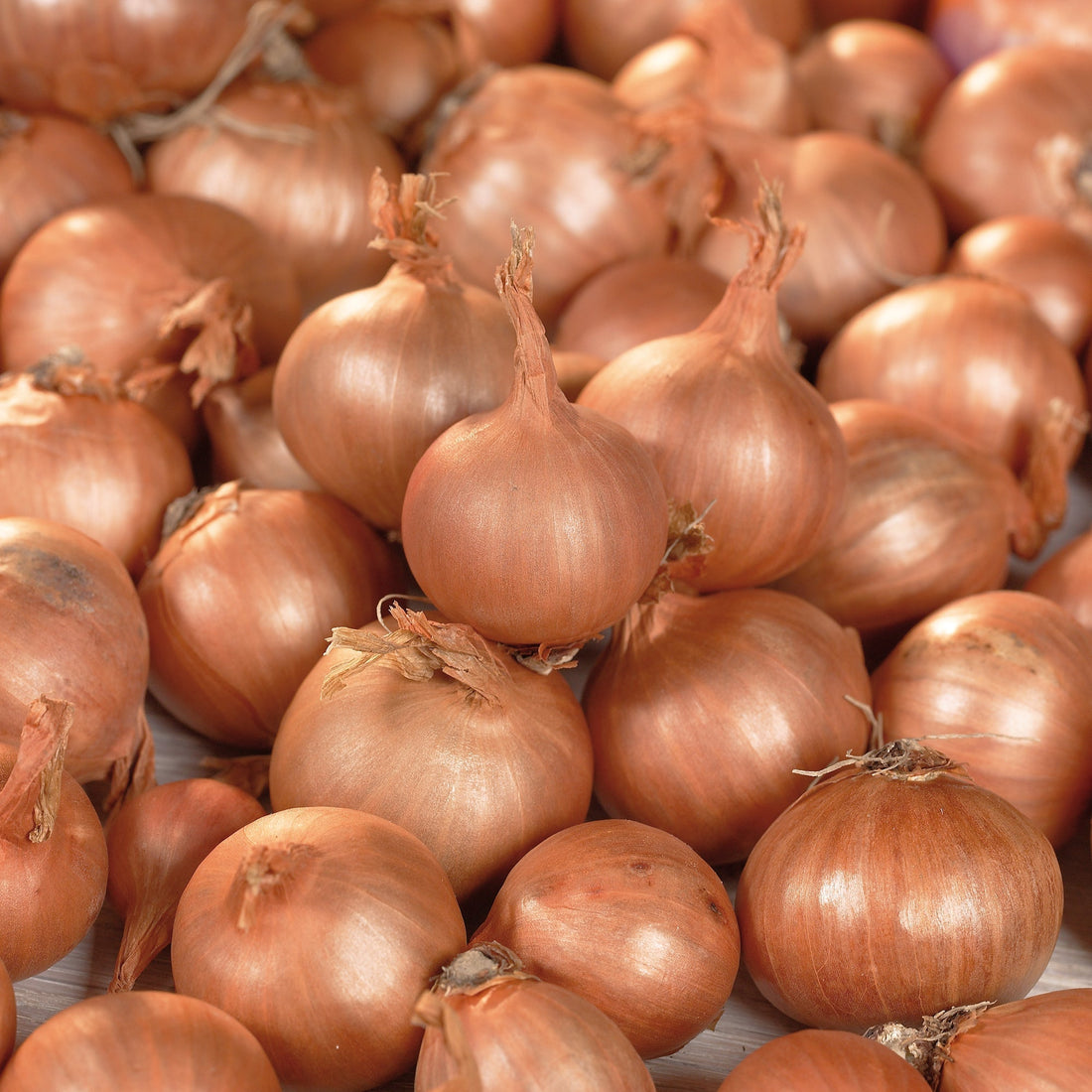 Schalotte 'Red Sun'