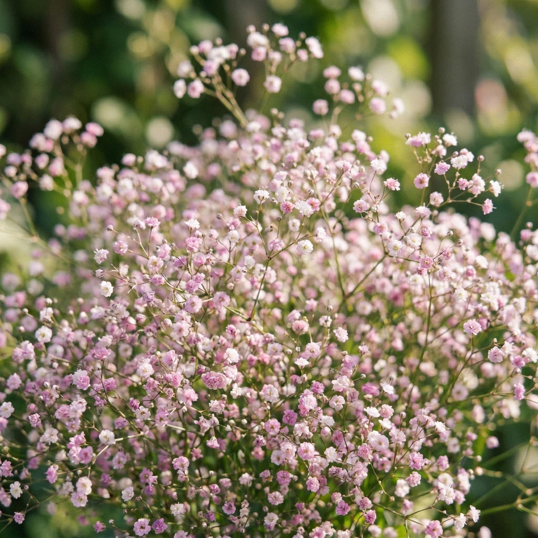 Schleierkraut, Gypsophila 'Paniculata'
