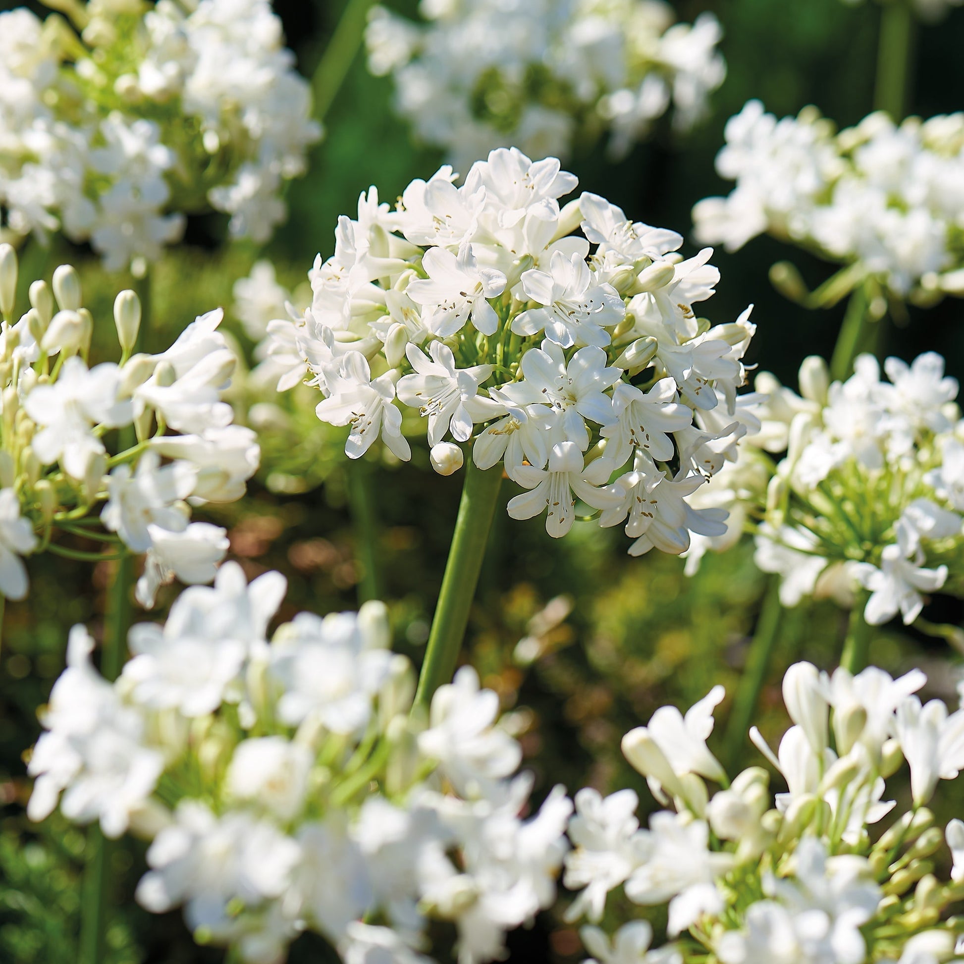 Schmucklilie 'Albus'