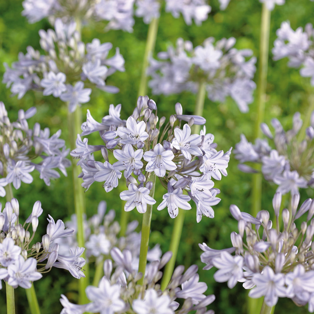 Schmucklilie 'Silver Arrow'